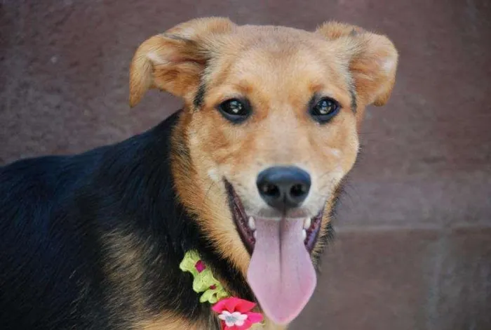 Cachorro ra a SRD idade 2 anos nome FRIDA - Uma paixão!