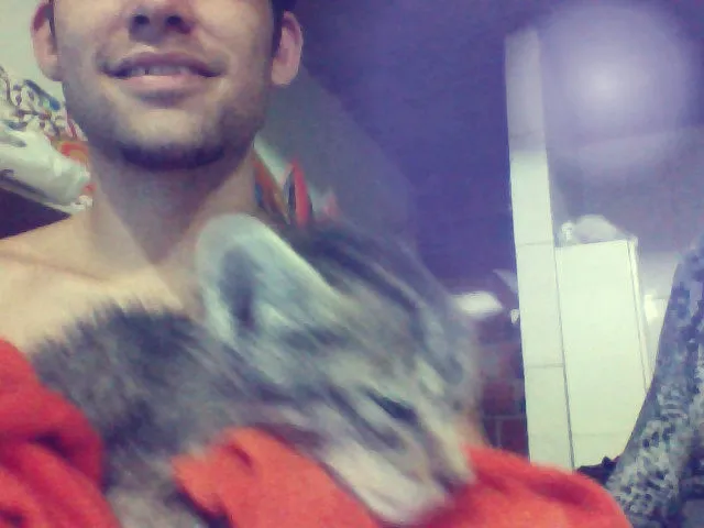 Gato ra a  idade Abaixo de 2 meses nome Kinha