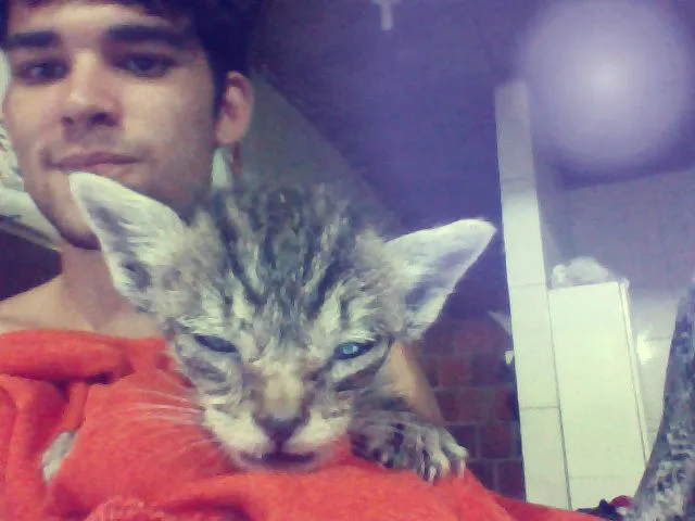 Gato ra a  idade Abaixo de 2 meses nome Kinha