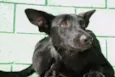 ZETTI - Um anjo!