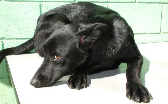 Cachorro ra a SRD idade 2 anos nome ZETTI - Um anjo!