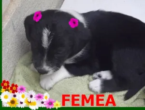 Cachorro raça a mãe e shipdog com vira lata idade  nome filhotes