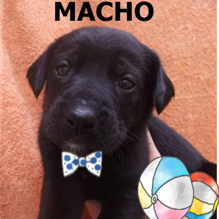 Cachorro ra a a mãe e shipdog com vira lata idade  nome filhotes
