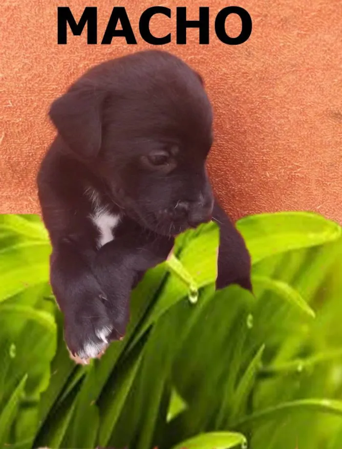 Cachorro ra a a mãe e shipdog com vira lata idade  nome filhotes