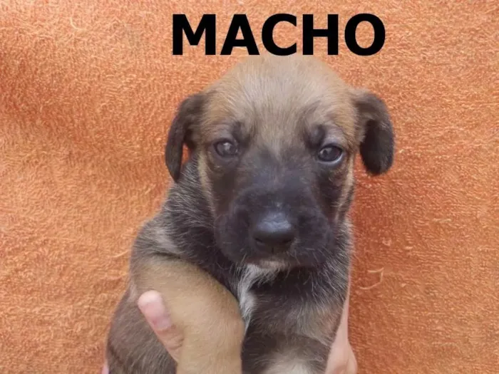 Cachorro ra a a mãe e shipdog com vira lata idade  nome filhotes