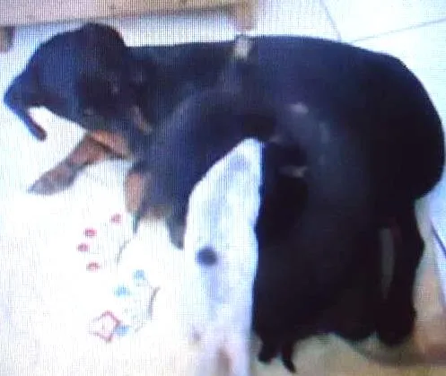 Cachorro ra a Cocker idade 7 a 11 meses nome pantera
