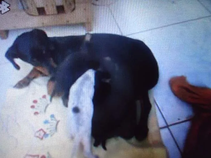 Cachorro ra a Cocker idade 7 a 11 meses nome pantera