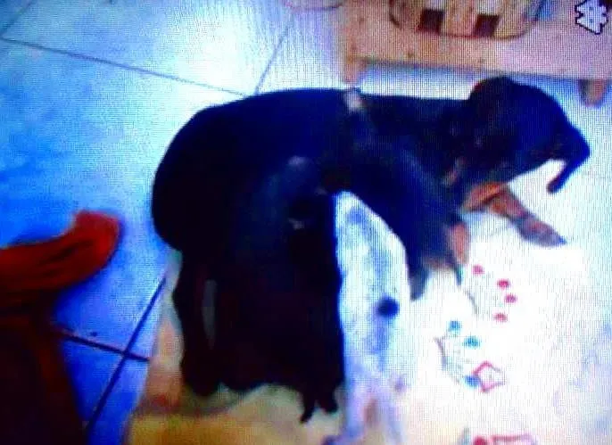 Cachorro ra a Cocker idade 7 a 11 meses nome pantera