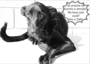 Cachorro raça SRD idade 2 anos nome ZETTI - Um anjo!