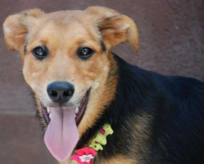 Cachorro ra a SRD idade 2 anos nome FRIDA - Uma paixão!