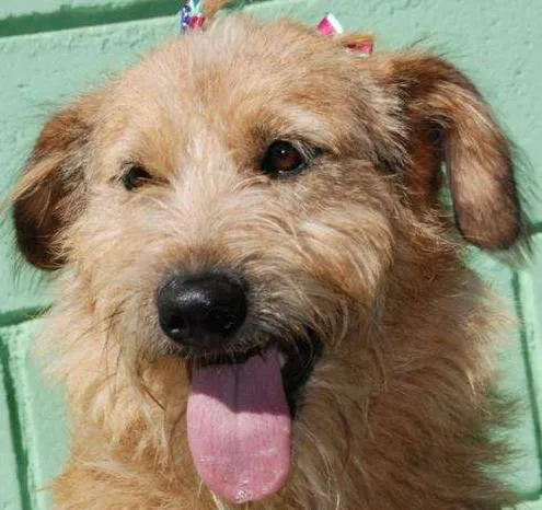 Cachorro ra a SRD idade 2 anos nome FLORA - Uma graça d