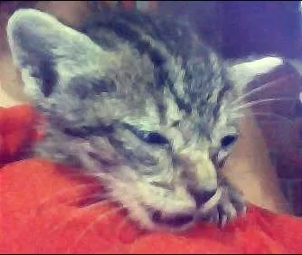 Gato ra a  idade Abaixo de 2 meses nome Kinha