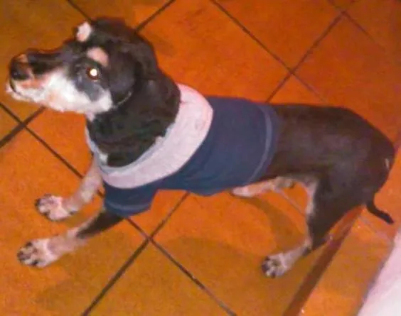Cachorro ra a  idade 2 anos nome Zé