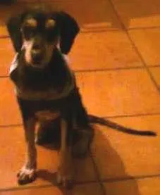 Cachorro ra a  idade 2 anos nome Zé