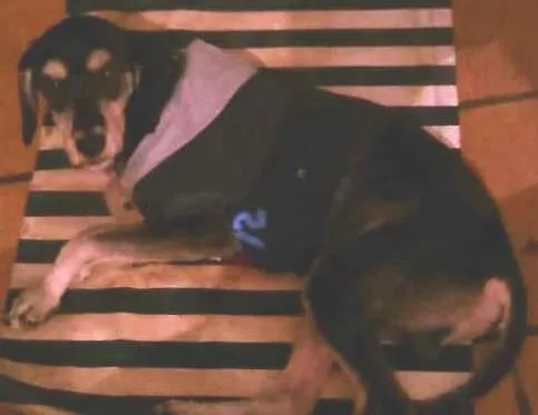 Cachorro ra a  idade 2 anos nome Zé