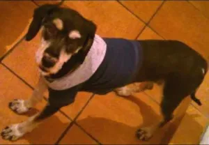 Cachorro raça  idade 2 anos nome Zé