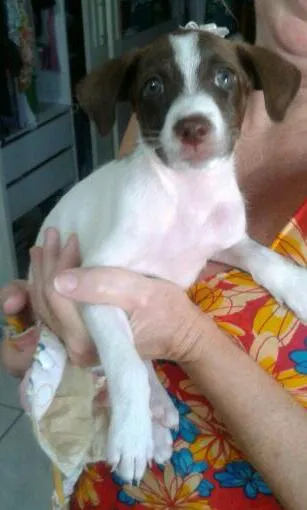 Cachorro ra a idade Abaixo de 2 meses nome Nina