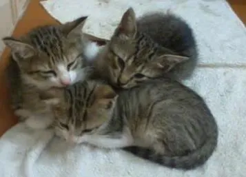 Gato ra a indefinida idade Abaixo de 2 meses nome Filhotes