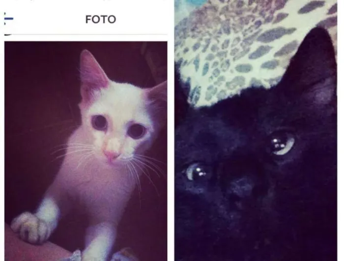 Gato ra a viralata idade 1 ano nome Thor (Preto) Picuch