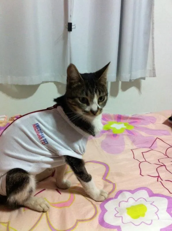 Gato ra a  idade 2 a 6 meses nome Kity pata mansa