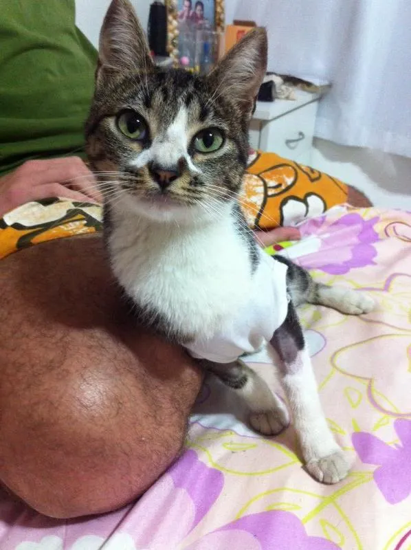 Gato ra a  idade 2 a 6 meses nome Kity pata mansa