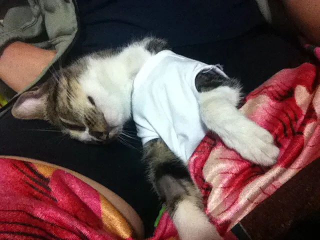 Gato ra a  idade 2 a 6 meses nome Kity pata mansa