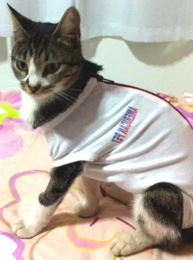 Gato ra a  idade 2 a 6 meses nome Kity pata mansa