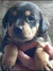 Cachorro ra a SRD idade Abaixo de 2 meses nome Sem NOME