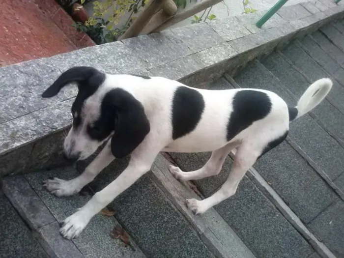 Cachorro ra a SRD idade 7 a 11 meses nome Maria Flor