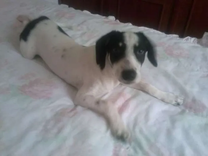 Cachorro ra a SRD idade 7 a 11 meses nome Maria Flor