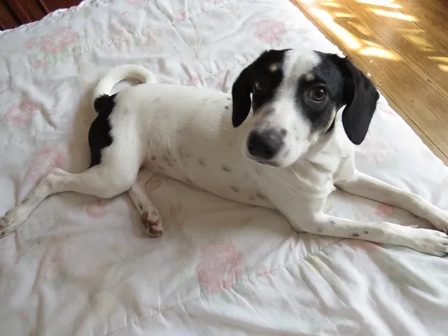 Cachorro ra a SRD idade 7 a 11 meses nome Maria Flor