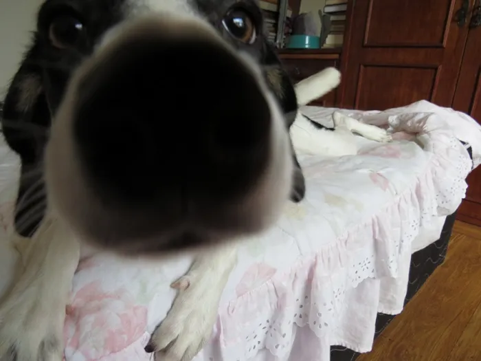 Cachorro ra a SRD idade 7 a 11 meses nome Maria Flor