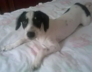 Cachorro raça SRD idade 7 a 11 meses nome Maria Flor