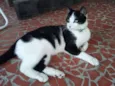 Félix