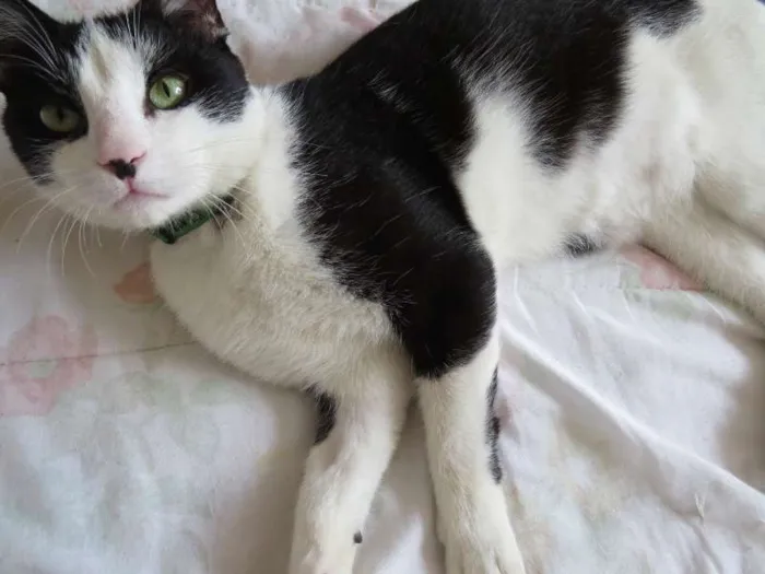 Gato ra a SRD idade 7 a 11 meses nome Félix