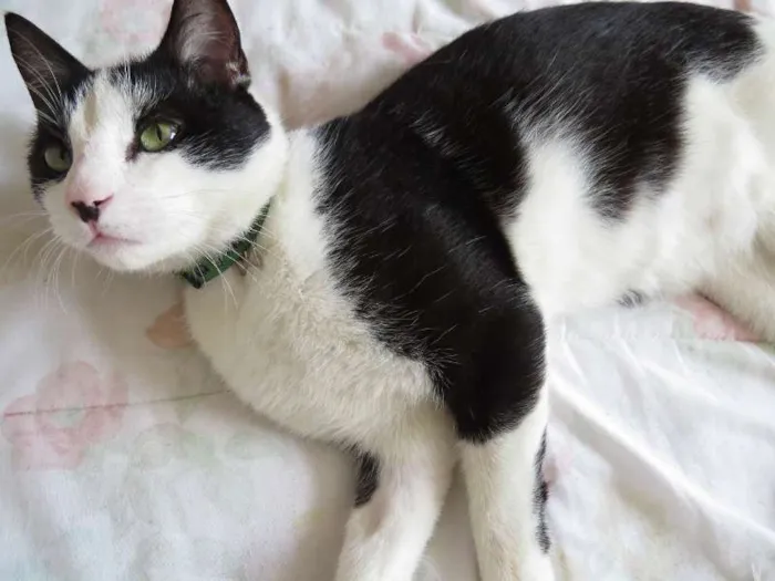 Gato ra a SRD idade 7 a 11 meses nome Félix