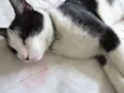 Félix