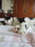 Félix