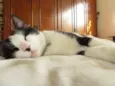 Félix