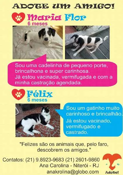 Gato ra a SRD idade 7 a 11 meses nome Félix