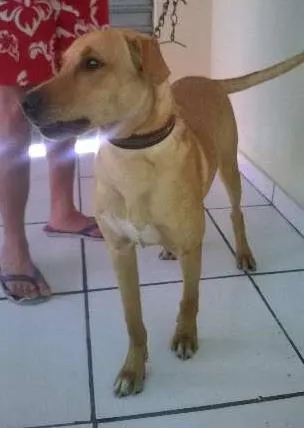 Cachorro raça SRD idade 2 a 6 meses nome Buddy