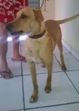 Buddy