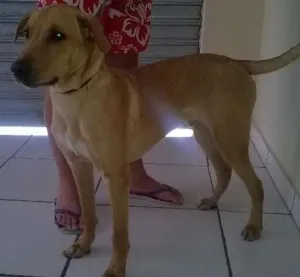Cachorro raça SRD idade 2 a 6 meses nome Buddy