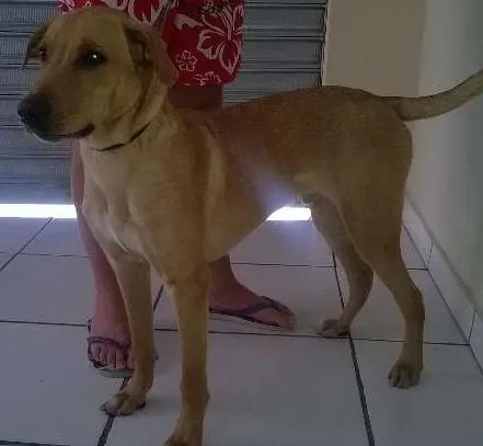 Cachorro raça SRD idade 2 a 6 meses nome Buddy
