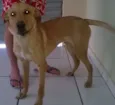 Buddy