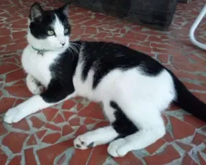 Gato raça SRD idade 7 a 11 meses nome Félix