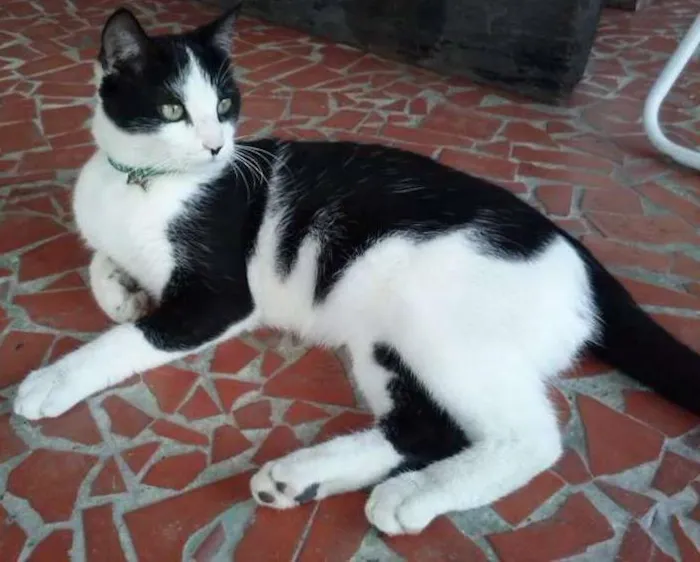Gato ra a SRD idade 7 a 11 meses nome Félix