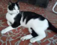 Félix