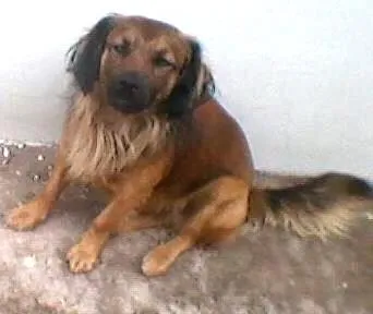 Cachorro raça não definida idade 1 ano nome marron