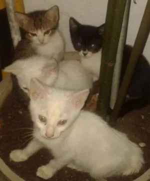 Gato raça SRD idade Abaixo de 2 meses nome Jessica, Jennifer, 